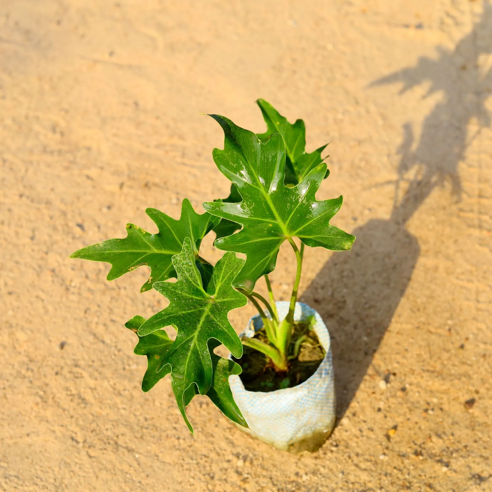 Philodendron Selloum in 4 Inch Nursery Bag