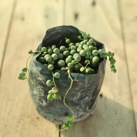 String Of Pearls in 4 Inch Nursery Bag
