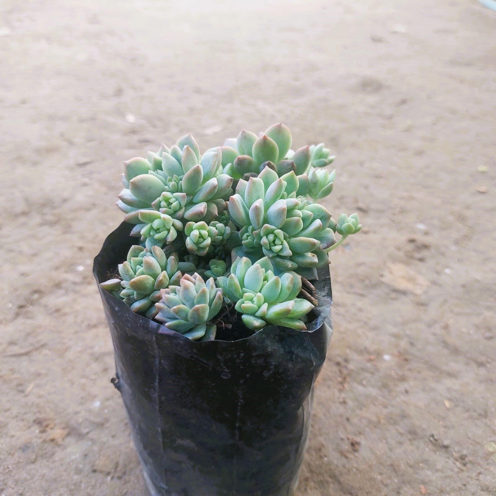 Sedum Baske Succulent in 3 Inch Nursery bag