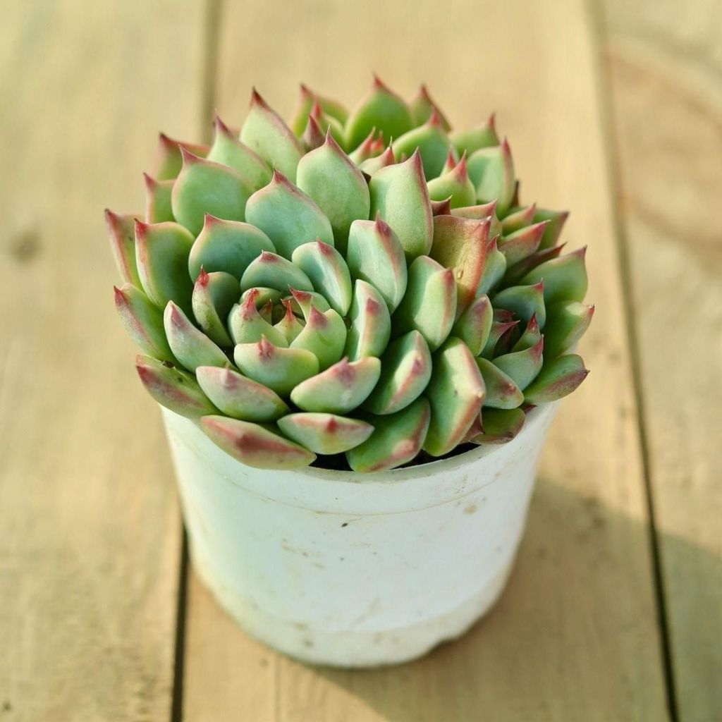 Echeveria Cuspidata Zaragosa Succulent in 3 inch Nursery Pot Echeveria Cuspidata Zaragosa Succulent in 3 inch Nursery Pot