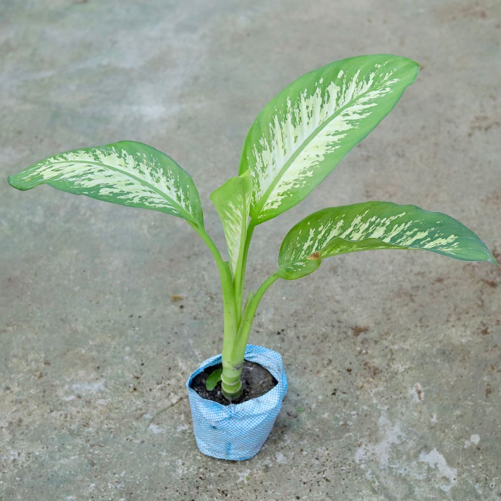 Dieffenbachia Seguine in 8 Inch Nursery bag