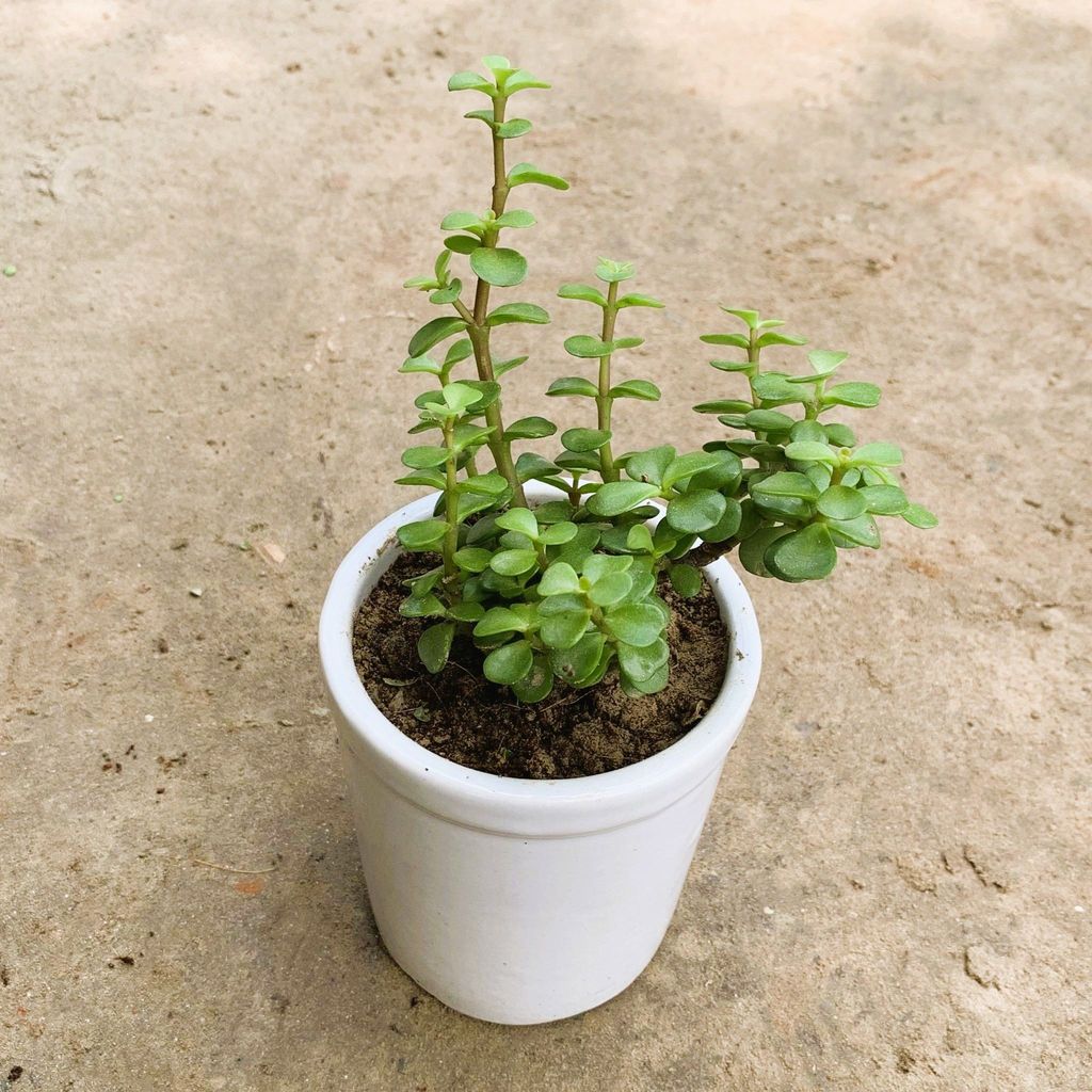 Jade Plant in 4 Inch Plain White Glass Ceramic Pot