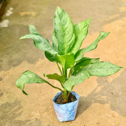 Aglaonema Filipica in 8 Inch Nursery Bag