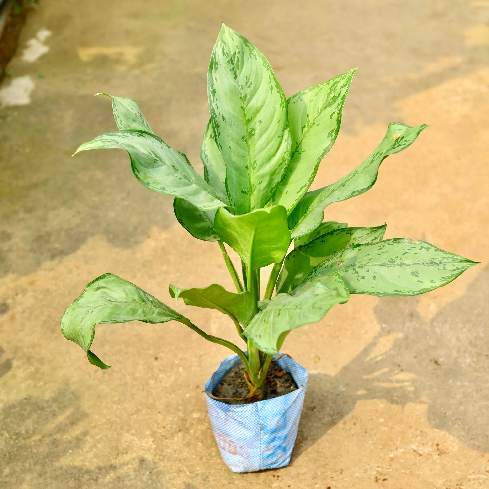 Aglaonema Filipica in 8 Inch Nursery Bag