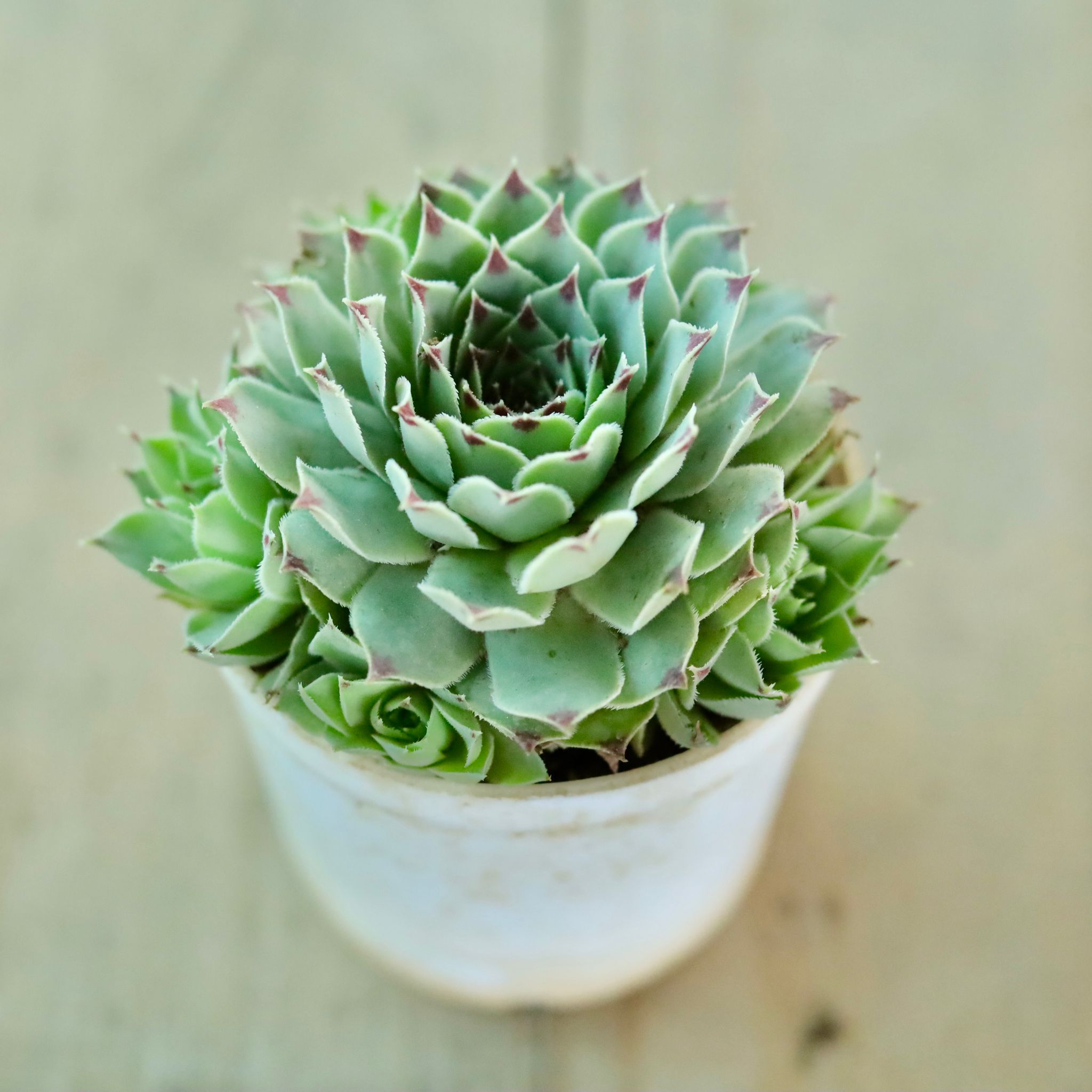 Houseleek Red Tipped Succulent in 3 Inch White Nursery Pot