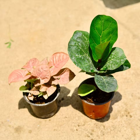 Set of 2 - Syngonium Pink & Fiddle Leaf Fig / Ficus Lyrata in 4 Inch Live Plant Nursery Pot