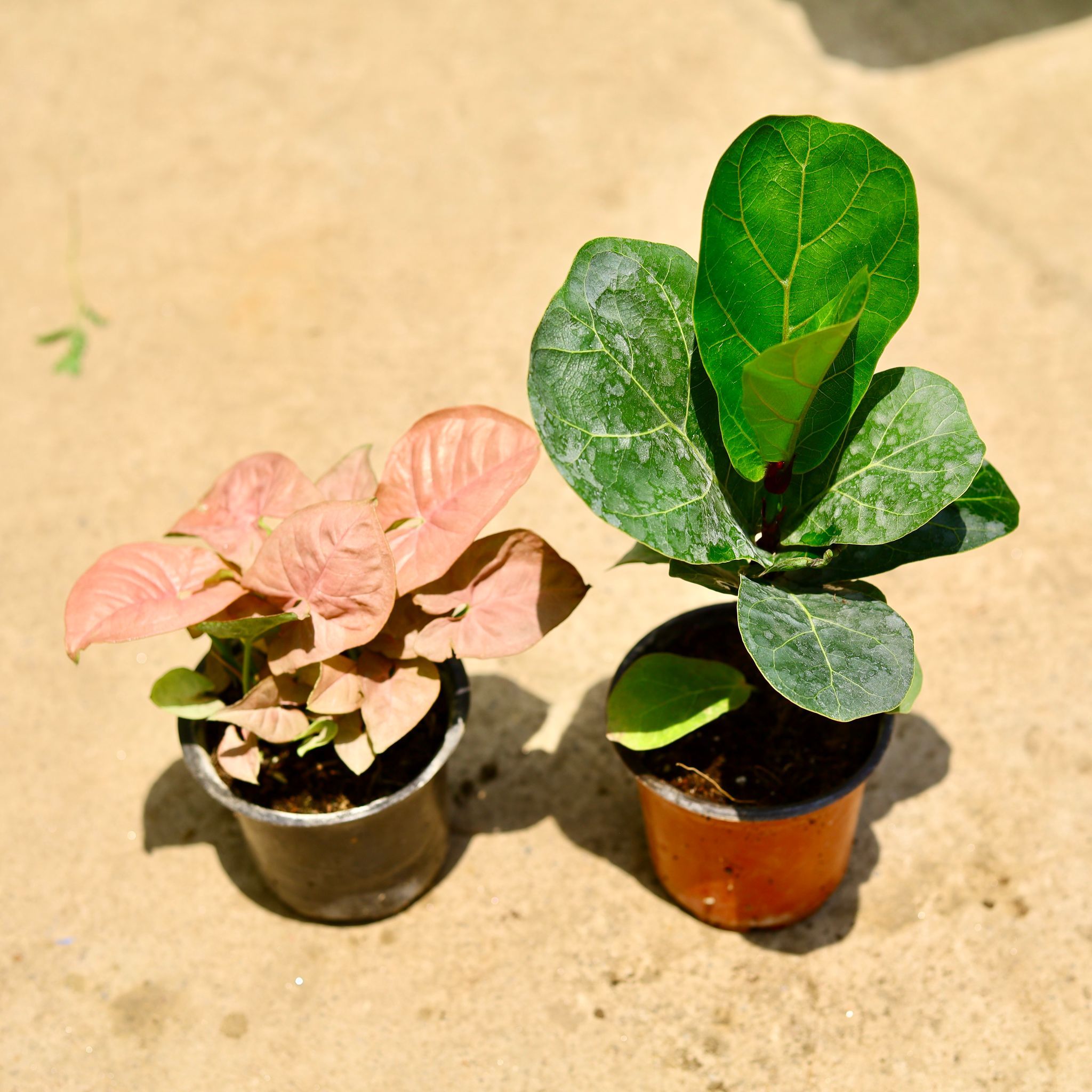 Set of 2 - Syngonium Pink & Fiddle Leaf Fig / Ficus Lyrata in 4 Inch Nursery Pot