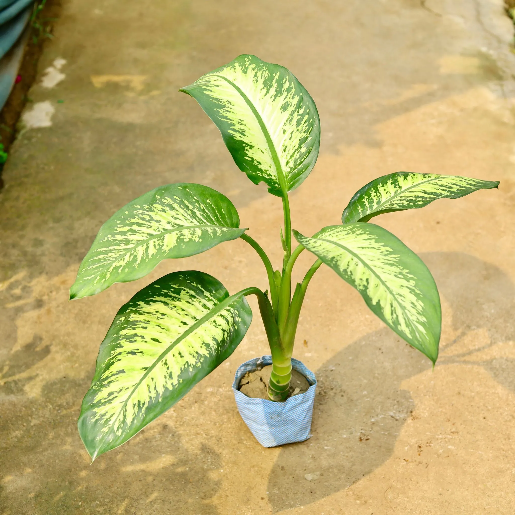 Dieffenbachia in 8 Inch Nursery Bag