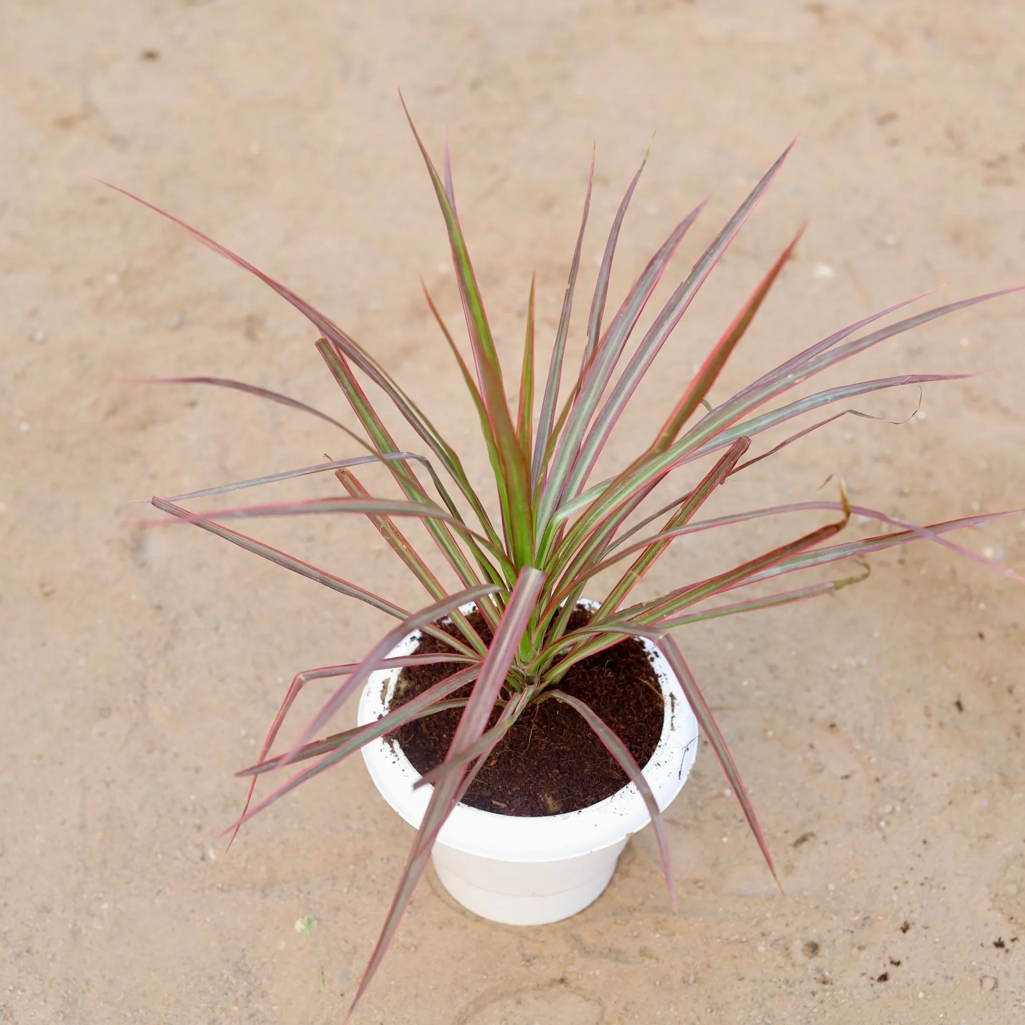 Dracaena Cloroma / Marginata Red in 6 Inch Classy White Plastic Pot