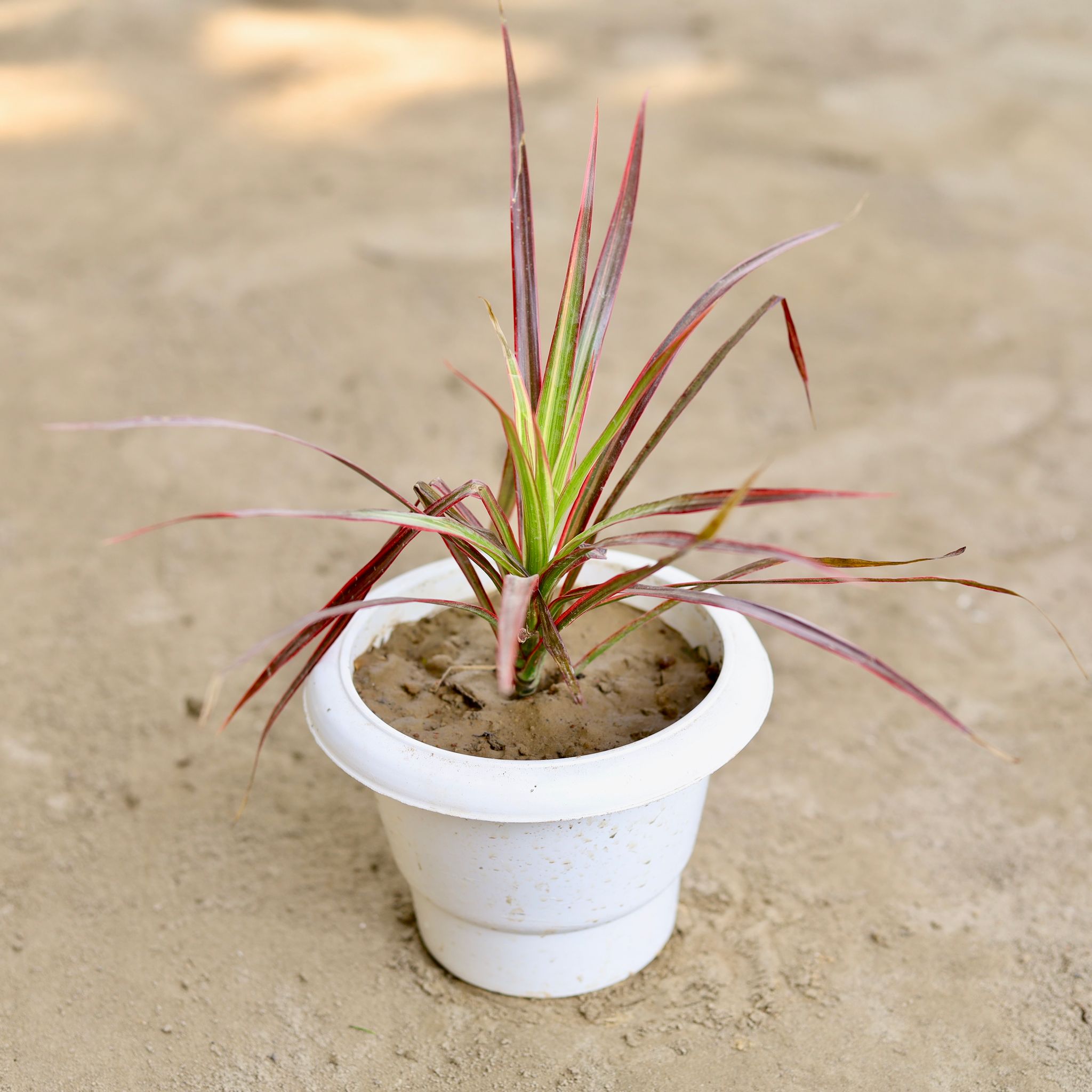 Dracaena Colorama / Marginata Red in 6 Inch Classy White Plastic Pot
