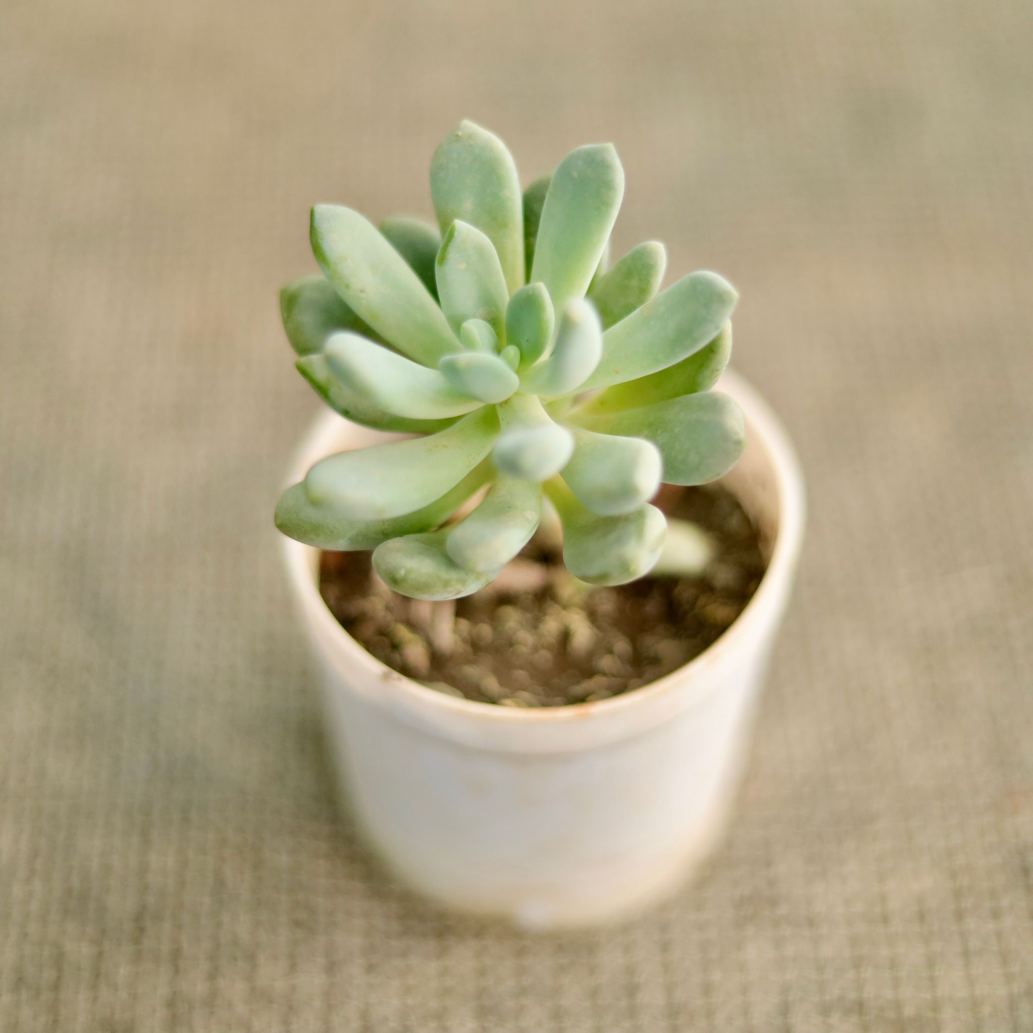 Echeveria Elegans in 3 Inch Nursery Pot