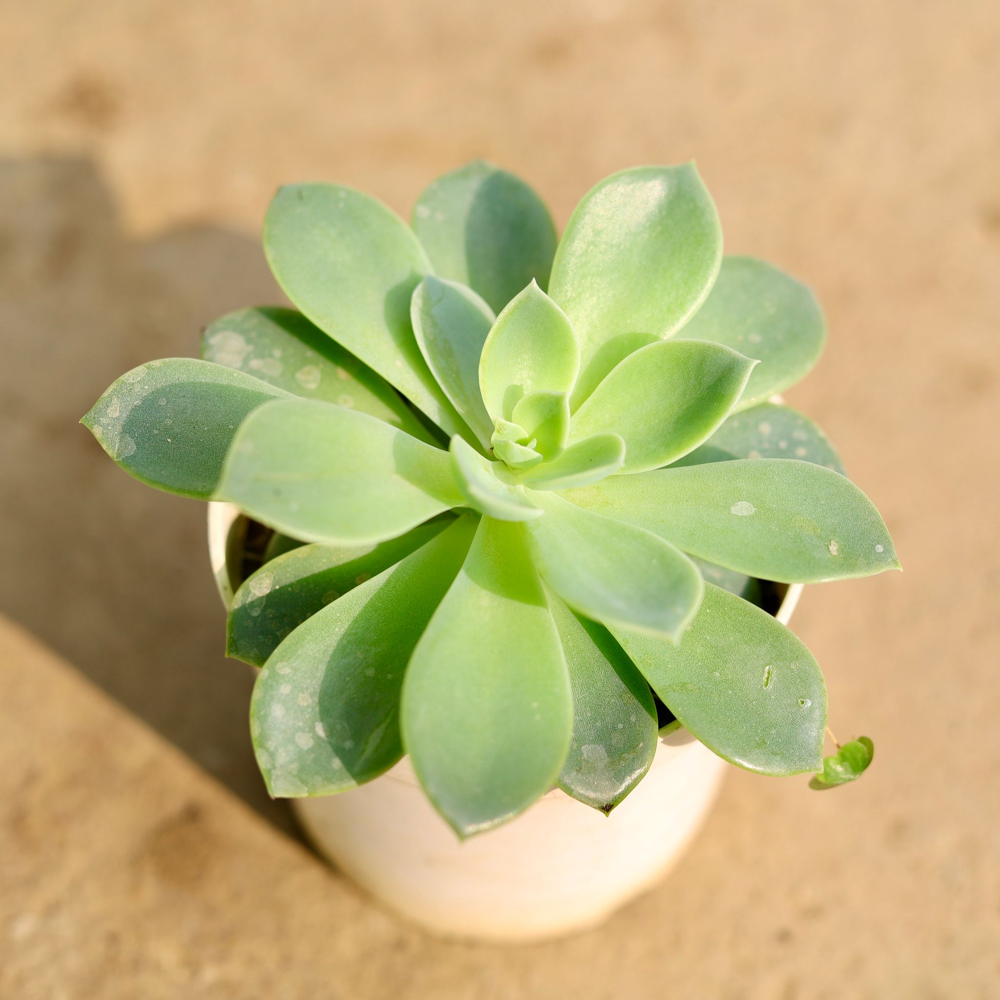 Echeveria Heart signal Succulent in 3 Inch Nursery Pot