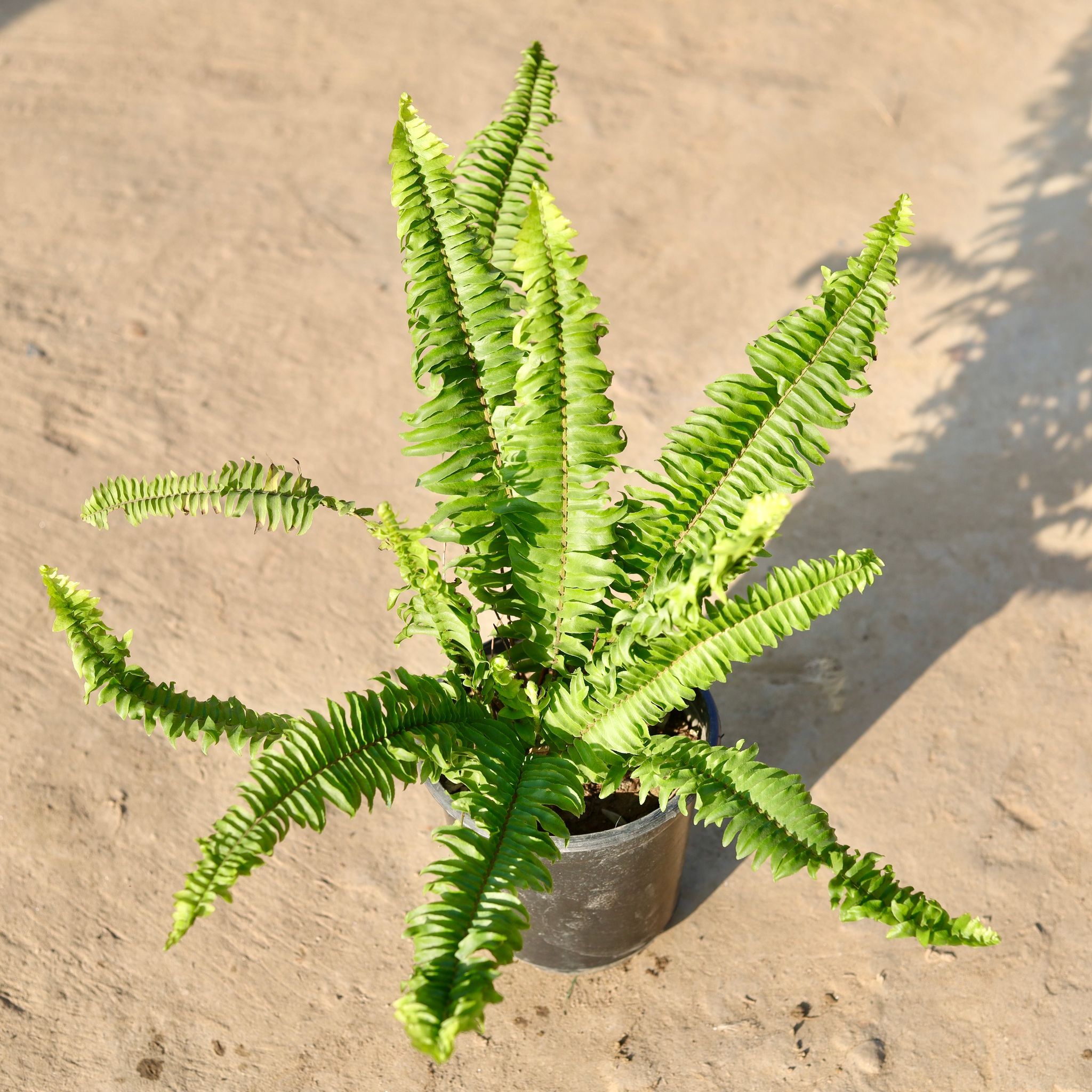 Fern Green in 6 Inch Nursery Pot