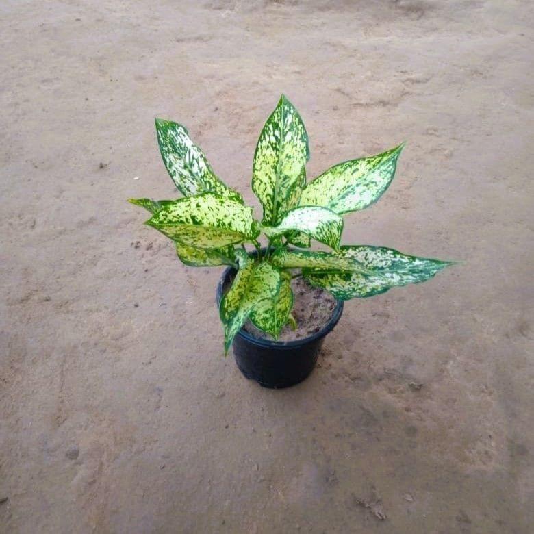 Buy Aglaonema Snow White in 5 Inch Nursery Pot Online | Urvann.com Aglaonema Snow White in 6 Inch Nursery Pot