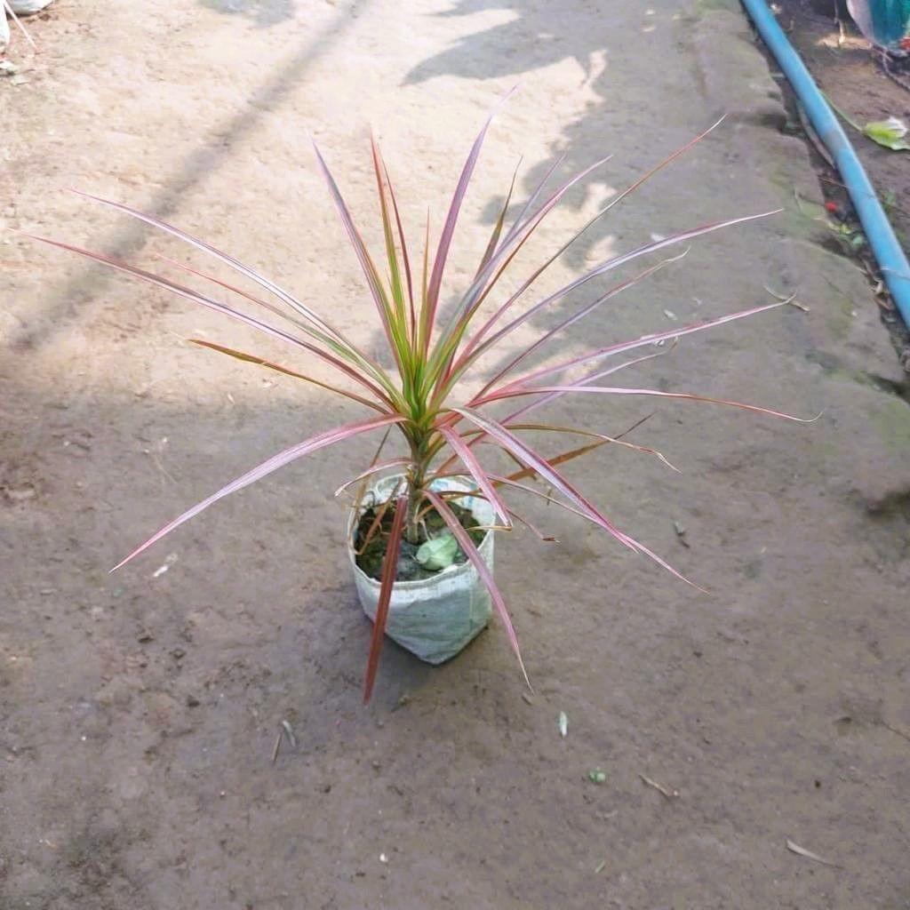 Dracaena colorama / Marginata in 5 Inch Nursery Bag