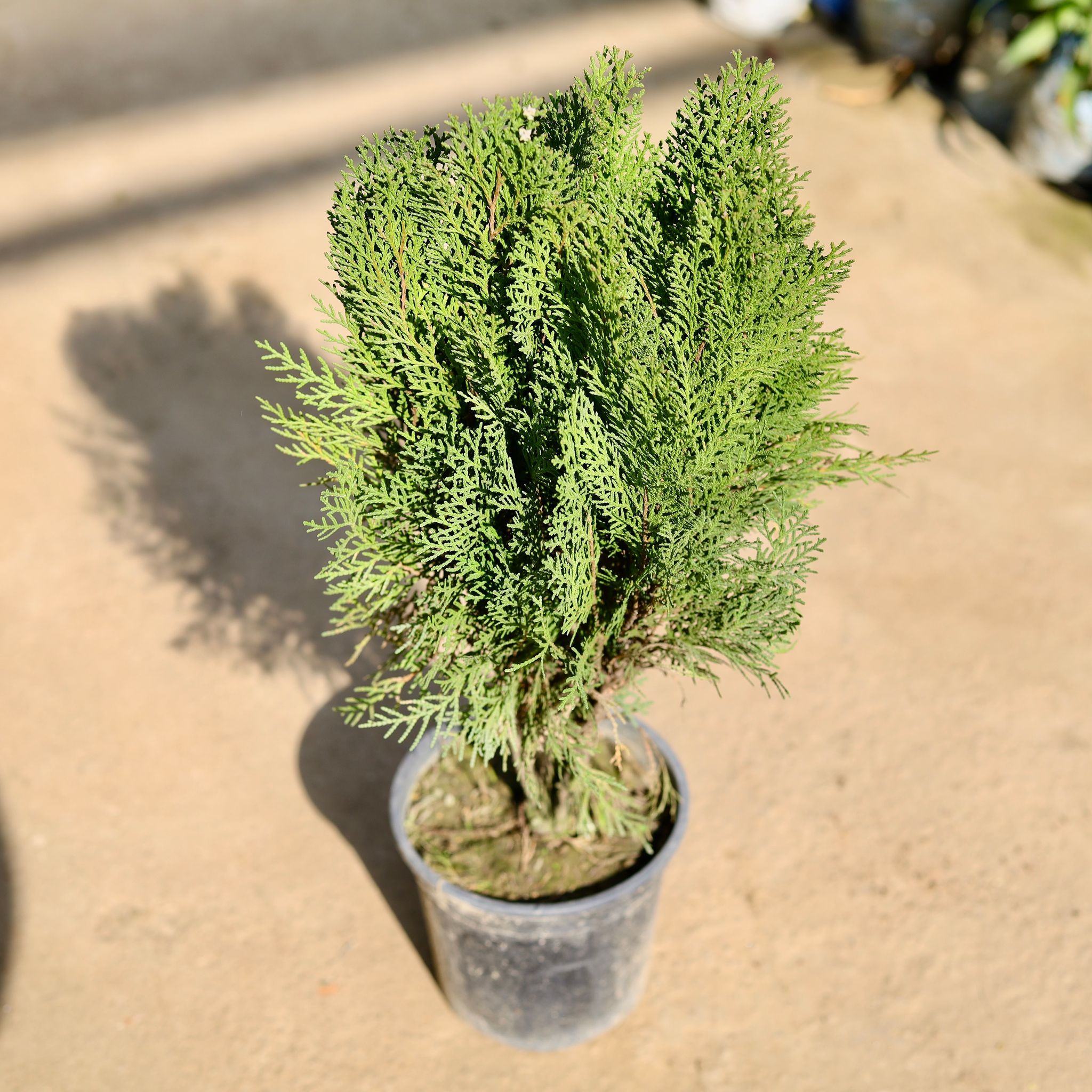 Morpankhi in 6 Inch Nursery Pot