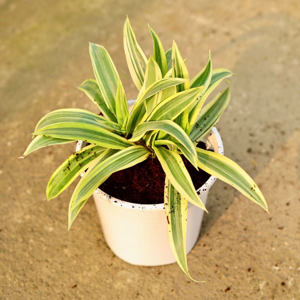 Buy Song of India in 6 Inch Nursery Pot Online | Urvann.com Song of India in 6 Inch Nursery Pot