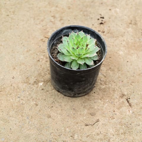 Laxmi Kamal Succulent in 3 Inch Nursery Pot