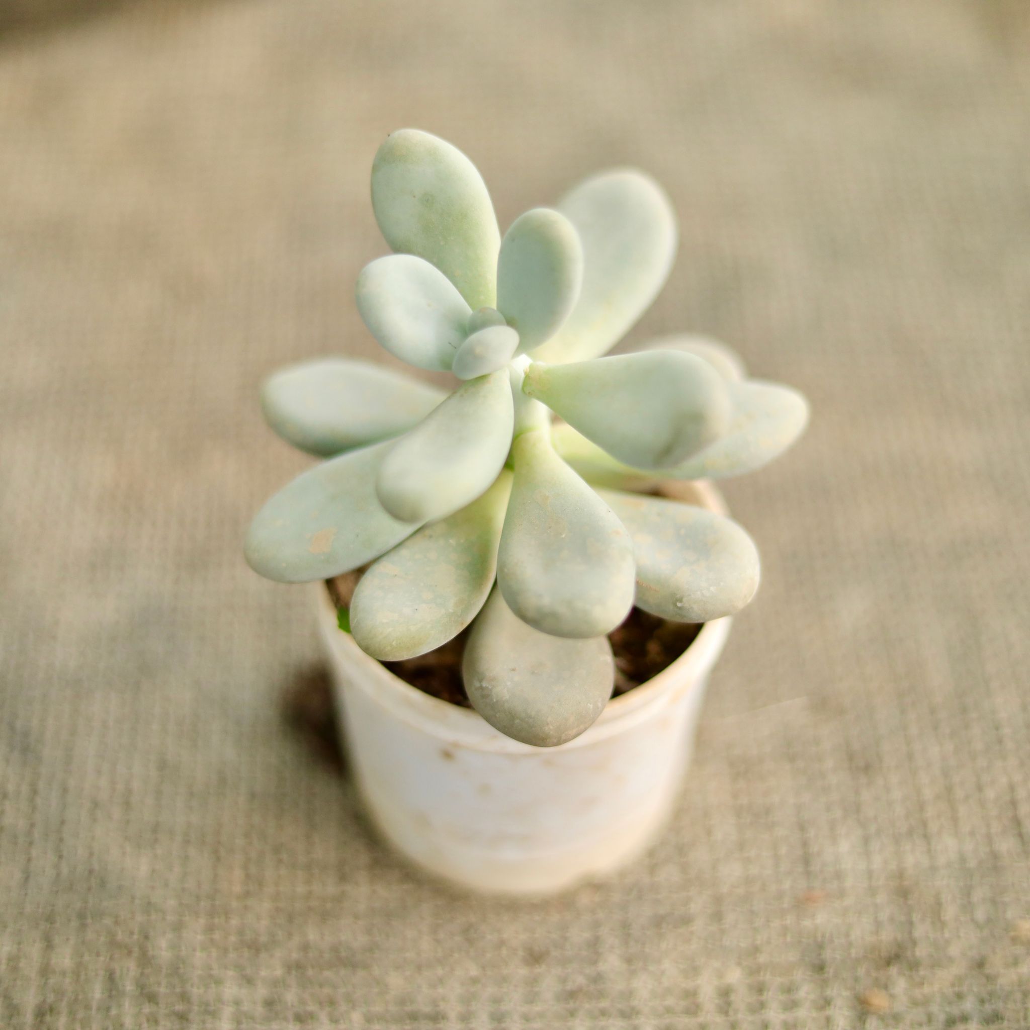 Moonstone Succulent in 3 Inch Nursery Pot