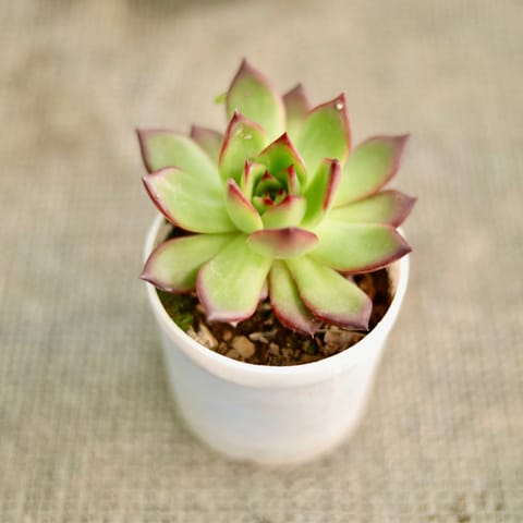 Echeveria Rubra Succulent in 3 Inch Nursery Pot