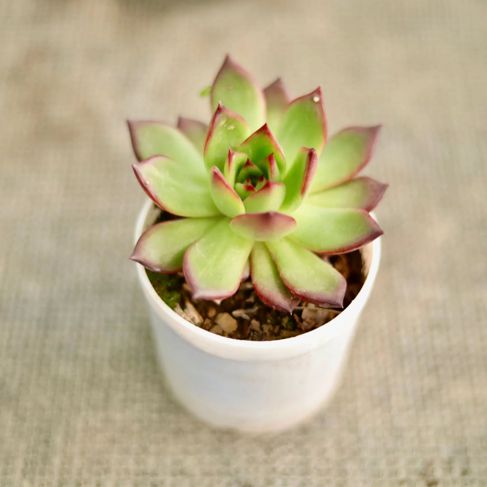 Echeveria Rubra Succulent in 3 Inch Nursery Pot