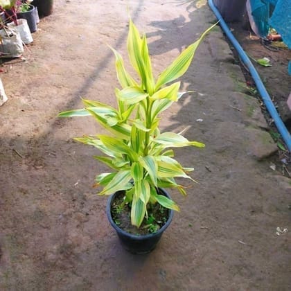 Golden Lucky Bamboo (~ 2 ft) in 6 Inch Nursery Pot