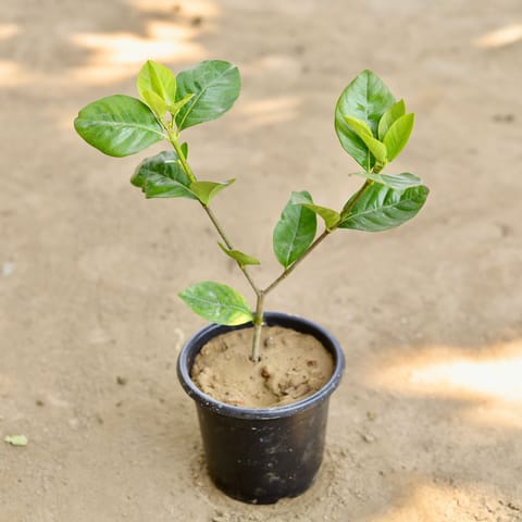 Gandhraaj / Gardenia (Any Colour) in 6 Inch Nursery Pot