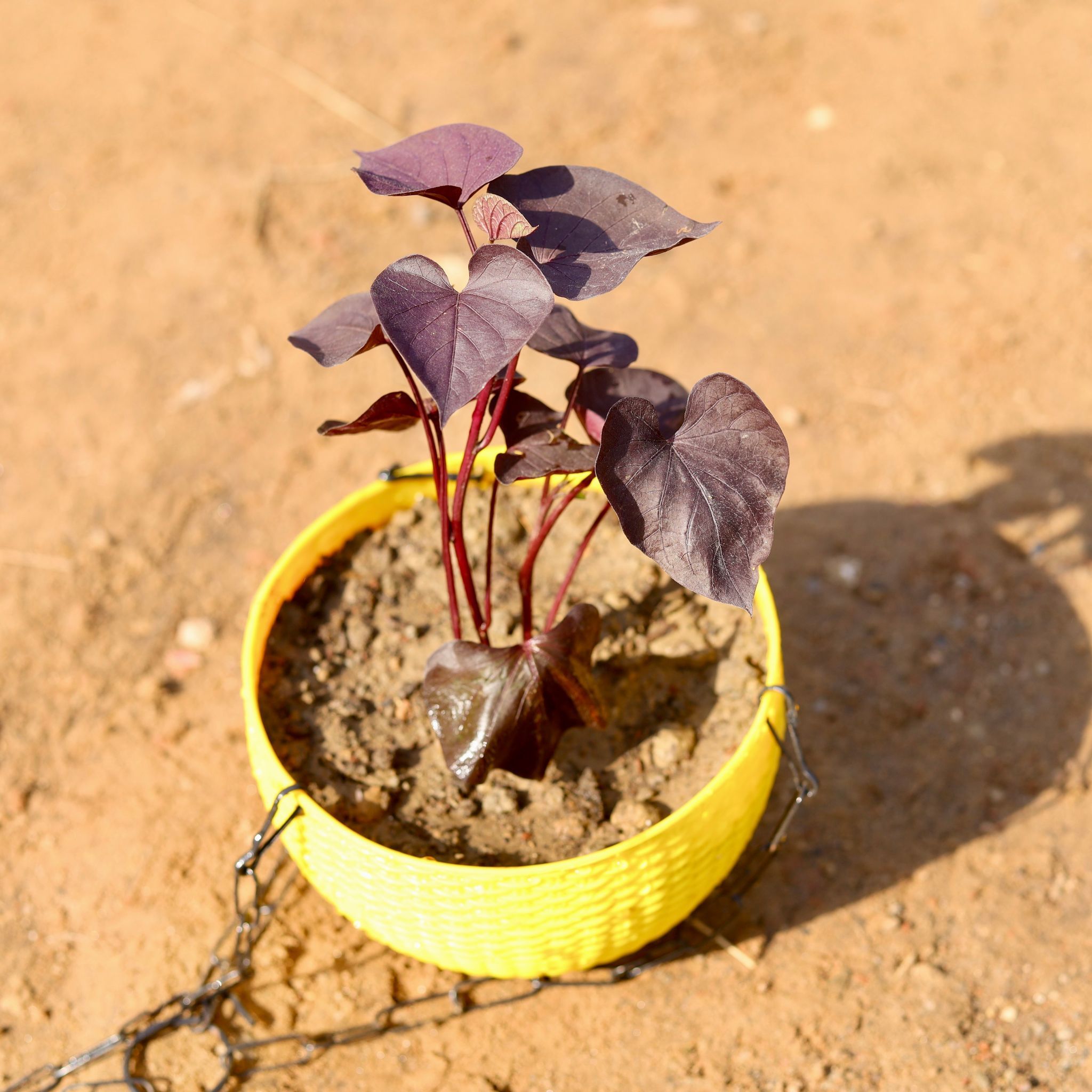 Sweet Potato Vine / Ipomoea Black in 6 Inch Hanging Basket (any colour)