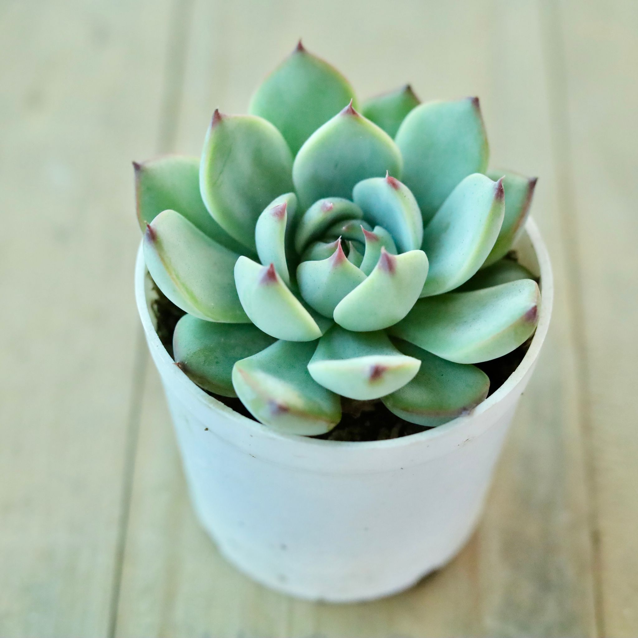 Echevaria Elegans Red Pin Succulent in 3 Inch White Nursery Pot