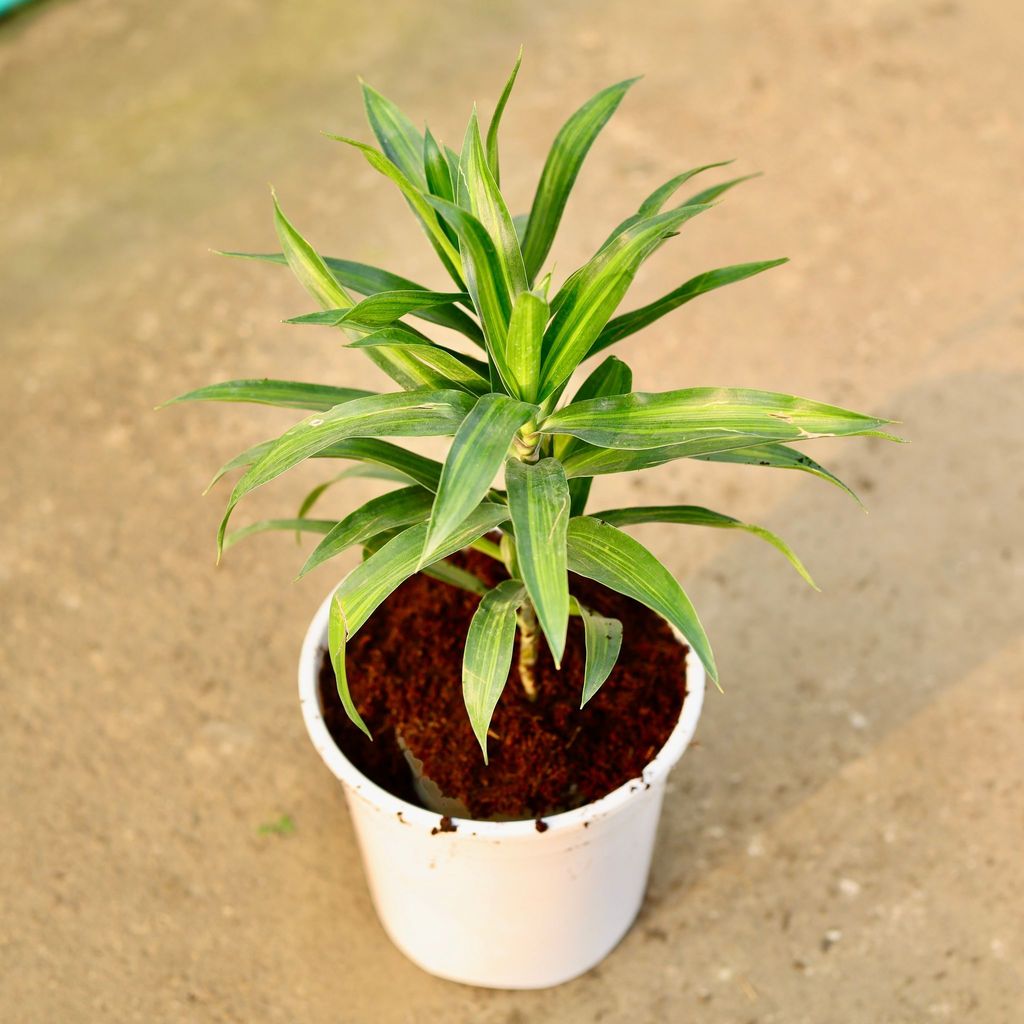 Dracaena Messenger in 6 Inch Nursery Pot