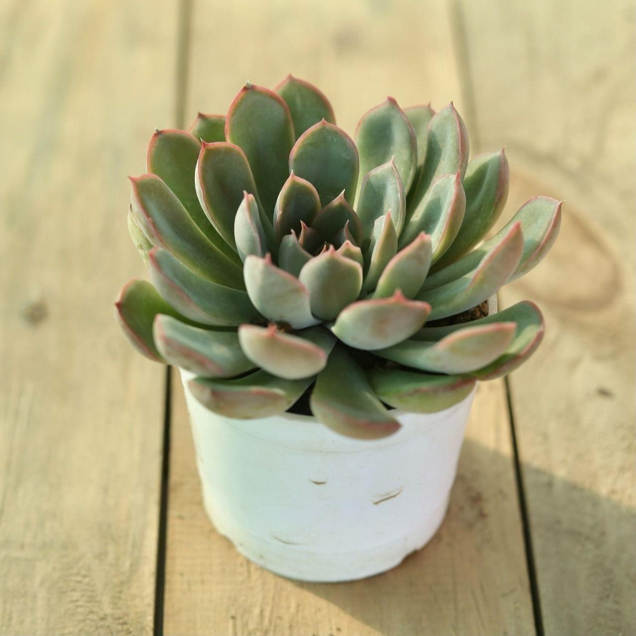 Vishnu Kamal Succulent in 3 inch Nursery Pot