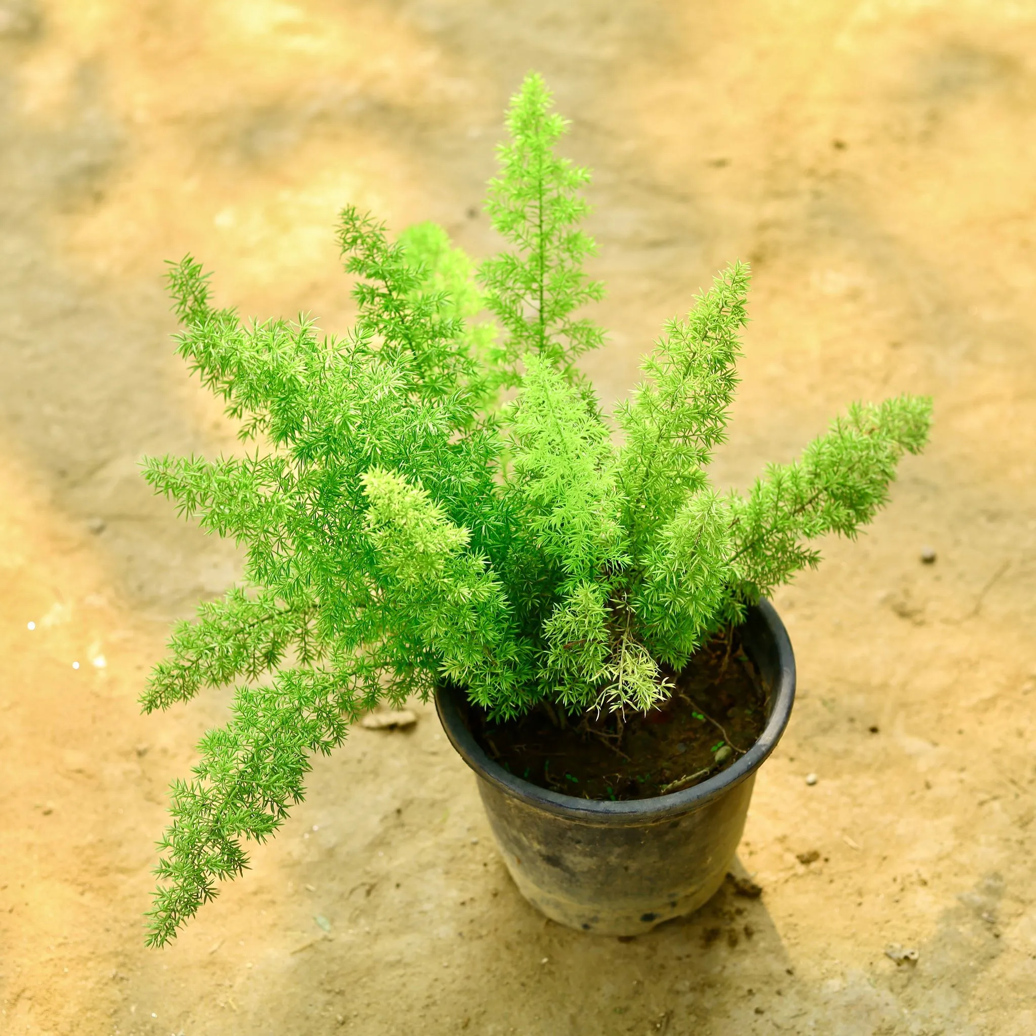 Asparagus Mary in 6 Inch Nursery Pot