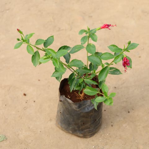 Hibiscus High Choice Gudhal (Any Colour) in 8 Inch Nursery Bag