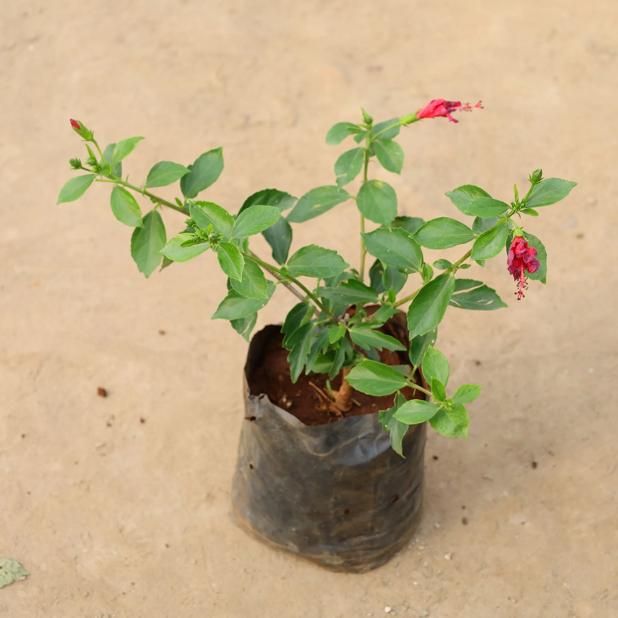 Hibiscus High Choice Gudhal (Any Colour) in 8 Inch Nursery Bag