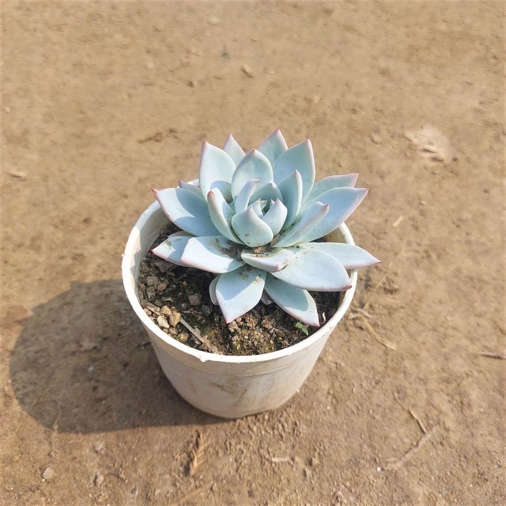 Buy Blue Bird Succulent In 3 Inch Plastic Pot Online | Urvann.com Blue Bird Succulent in 3 Inch Nursery Pot