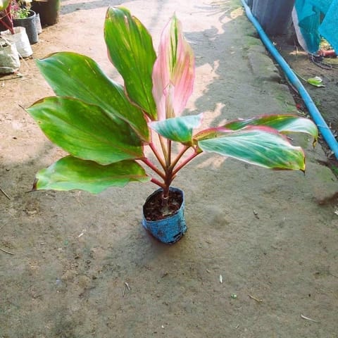 Dracaena Kedarnath in 5 Inch Nursery Bag