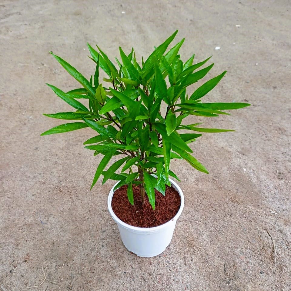 Sukh shanti in 6 Inch White Nursery Pot