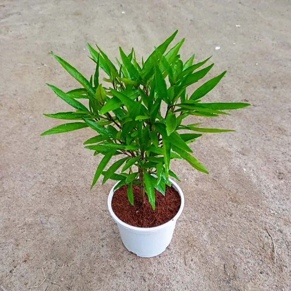 Sukh shanti in 6 Inch White Nursery Pot