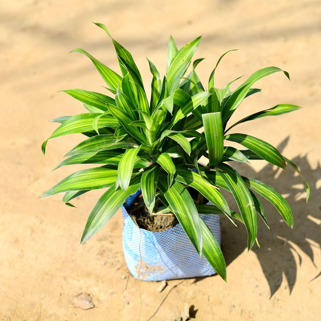 Buy Dracaena Messenger / Song of India Green in 6 Inch Nursery Bag Online | Urvann.com Dracaena Messenger / Song of India Green in 6 Inch Nursery Bag