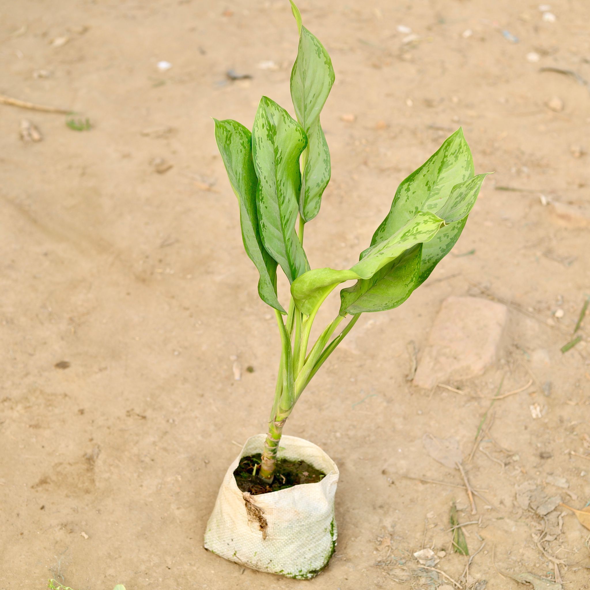 Aglaonema Maria Christina in 8 Inch Nursery Bag