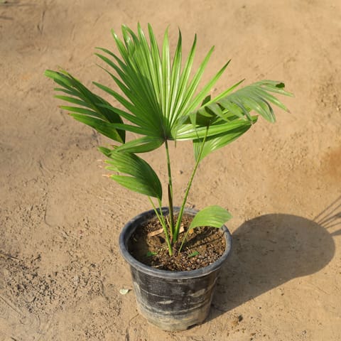 China Palm / Fan Palm in 8 Inch Nursery Pot