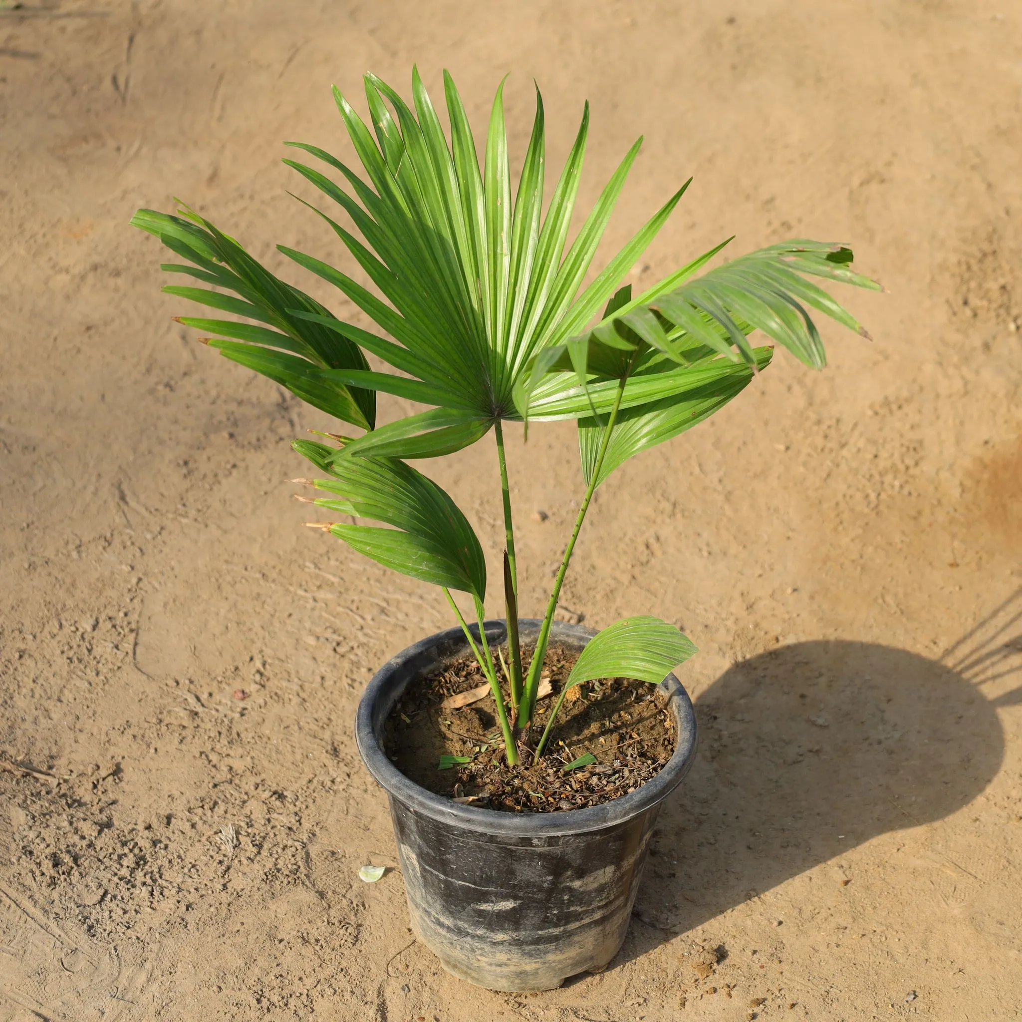 China Palm / Fan Palm in 8 Inch Nursery Pot