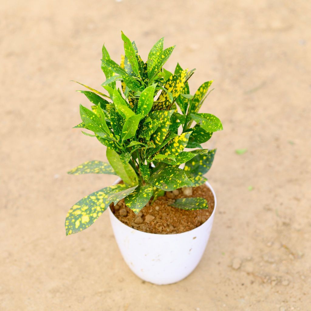 Baby Croton Gold Star in 6 Inch White Orchid Round Plastic Pot