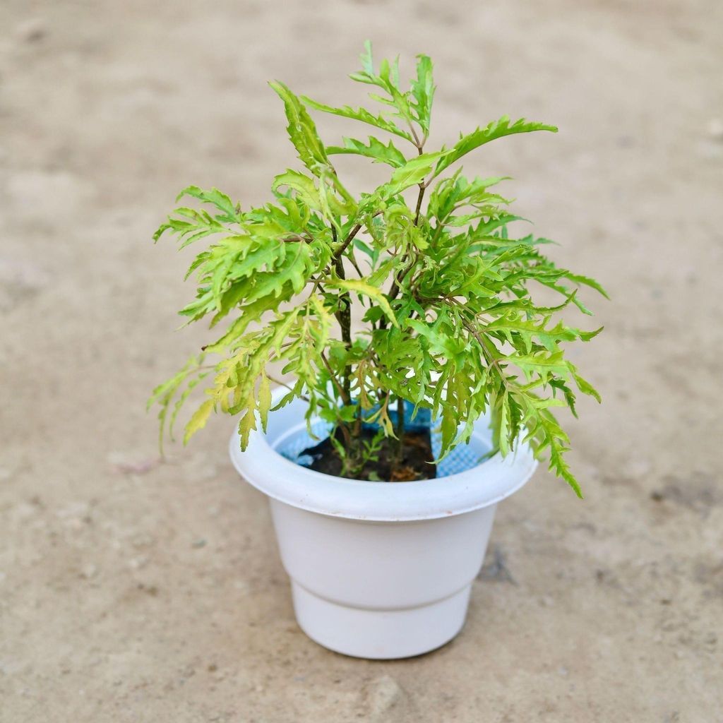 Buy Aralia Neem in 6 Inch Classy White Plastic Pot Online | Urvann.com Aralia Neem in 6 Inch Classy White Plastic Pot