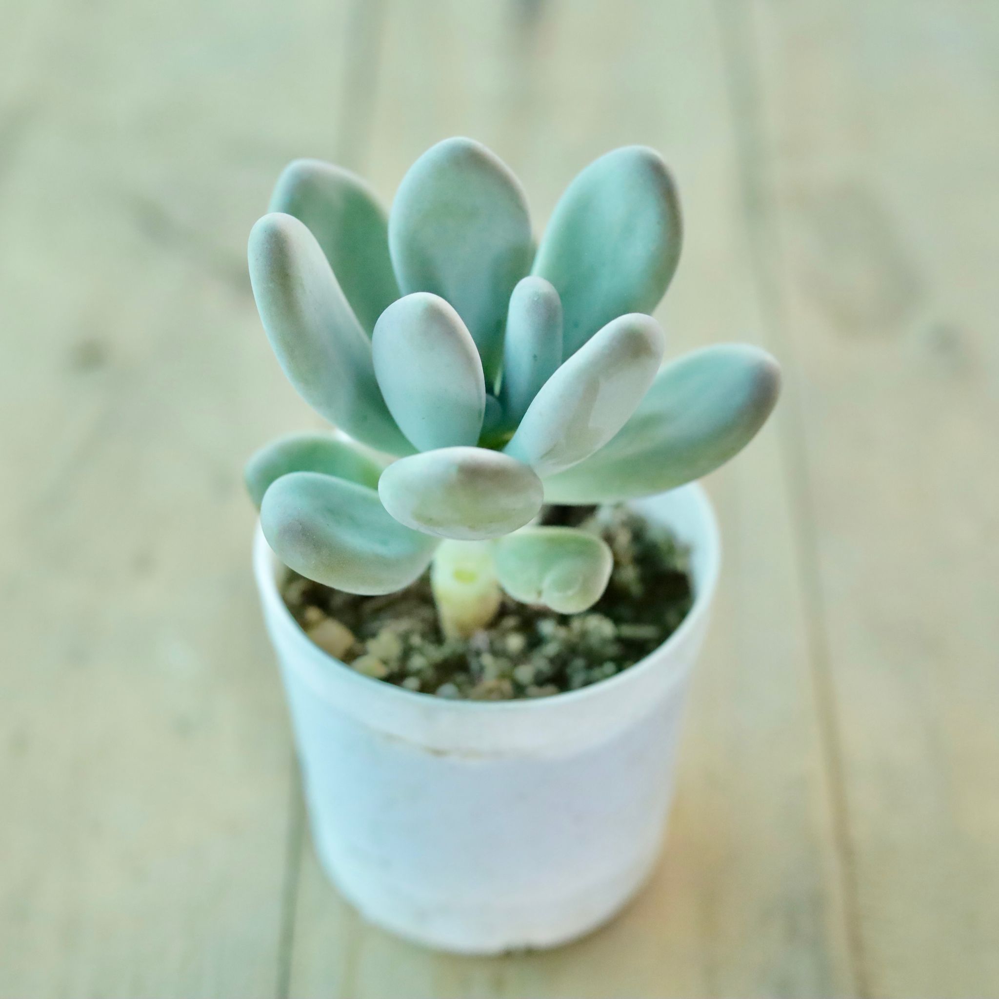 Pachyphytum Oviferum Succulent in 3 Inch White Nursery Pot