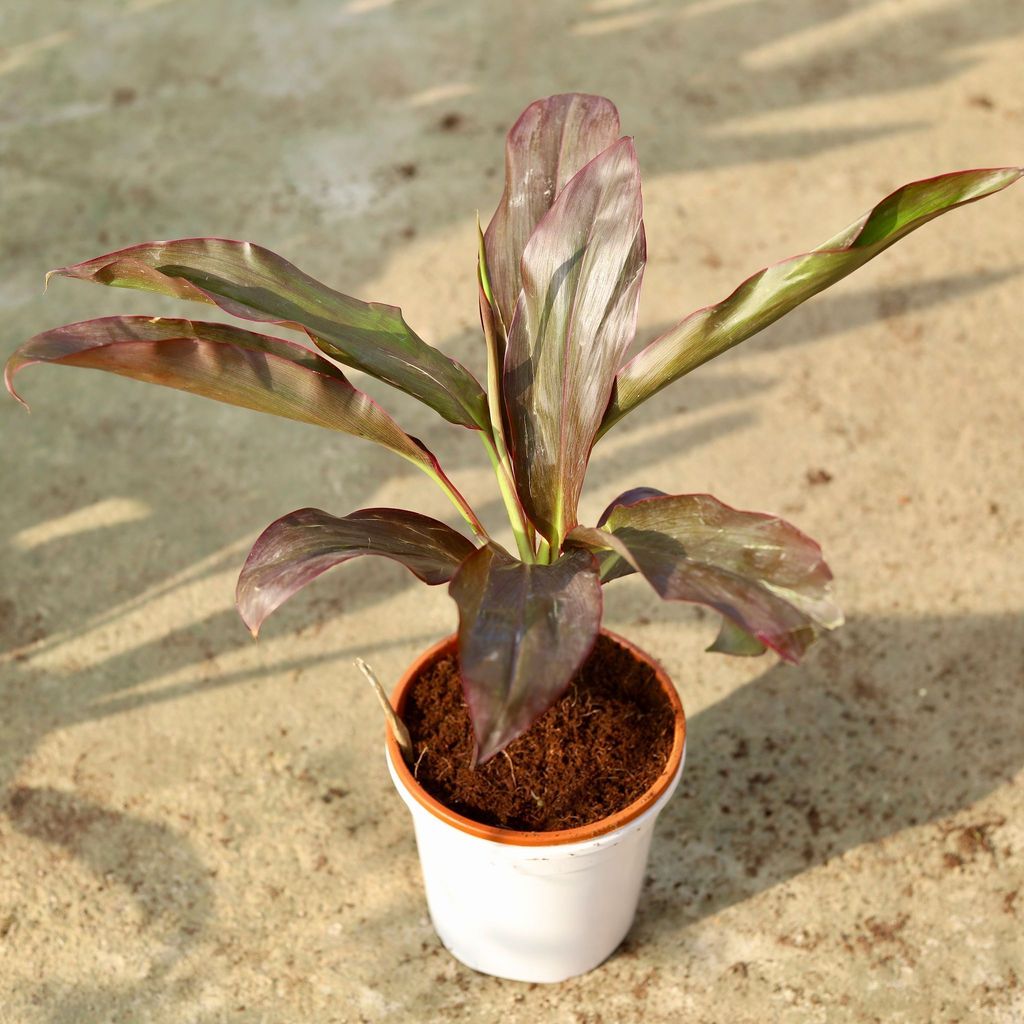 Buy Rosea In 6 Inch White Nursery Pot Online | Urvann.com Dracaena Rosea in 6 Inch White Nursery Pot