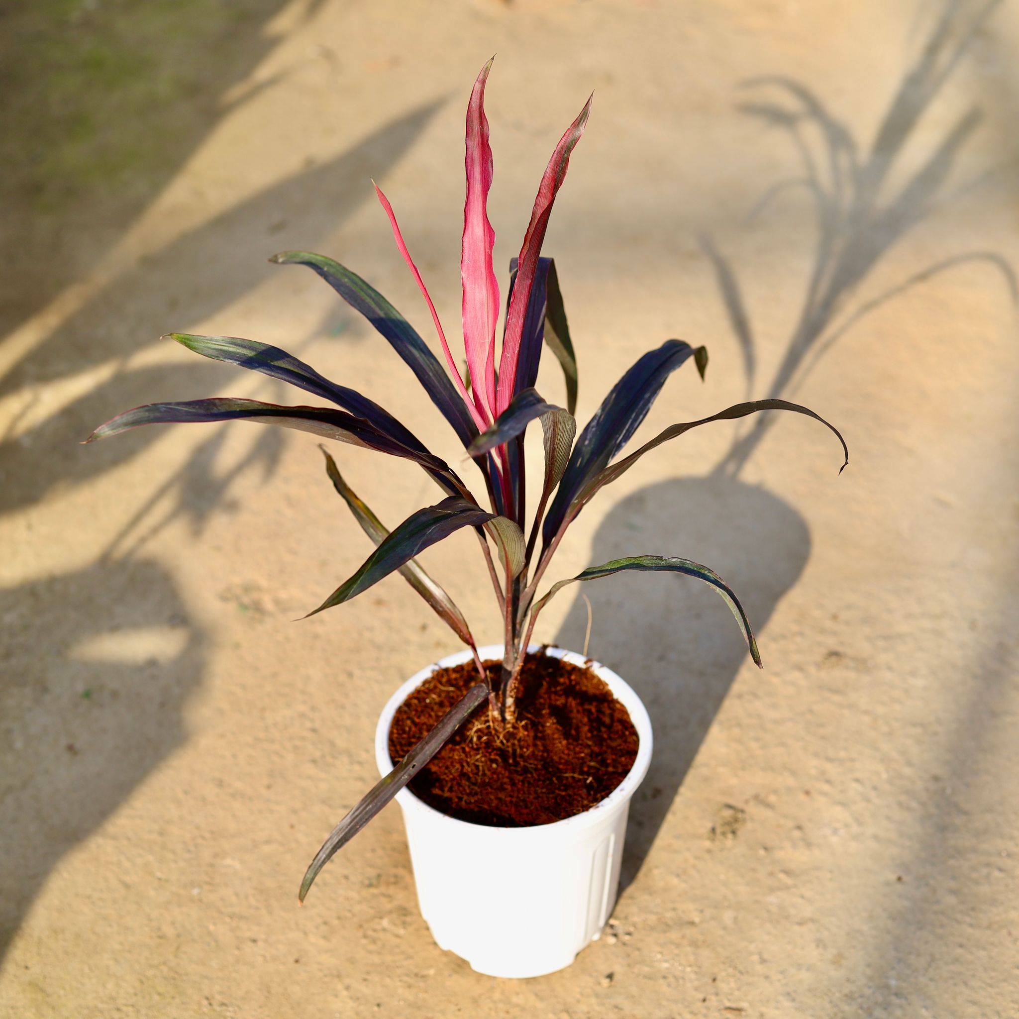 Dracaena Pink in 6 Inch White Super Nursery Pot