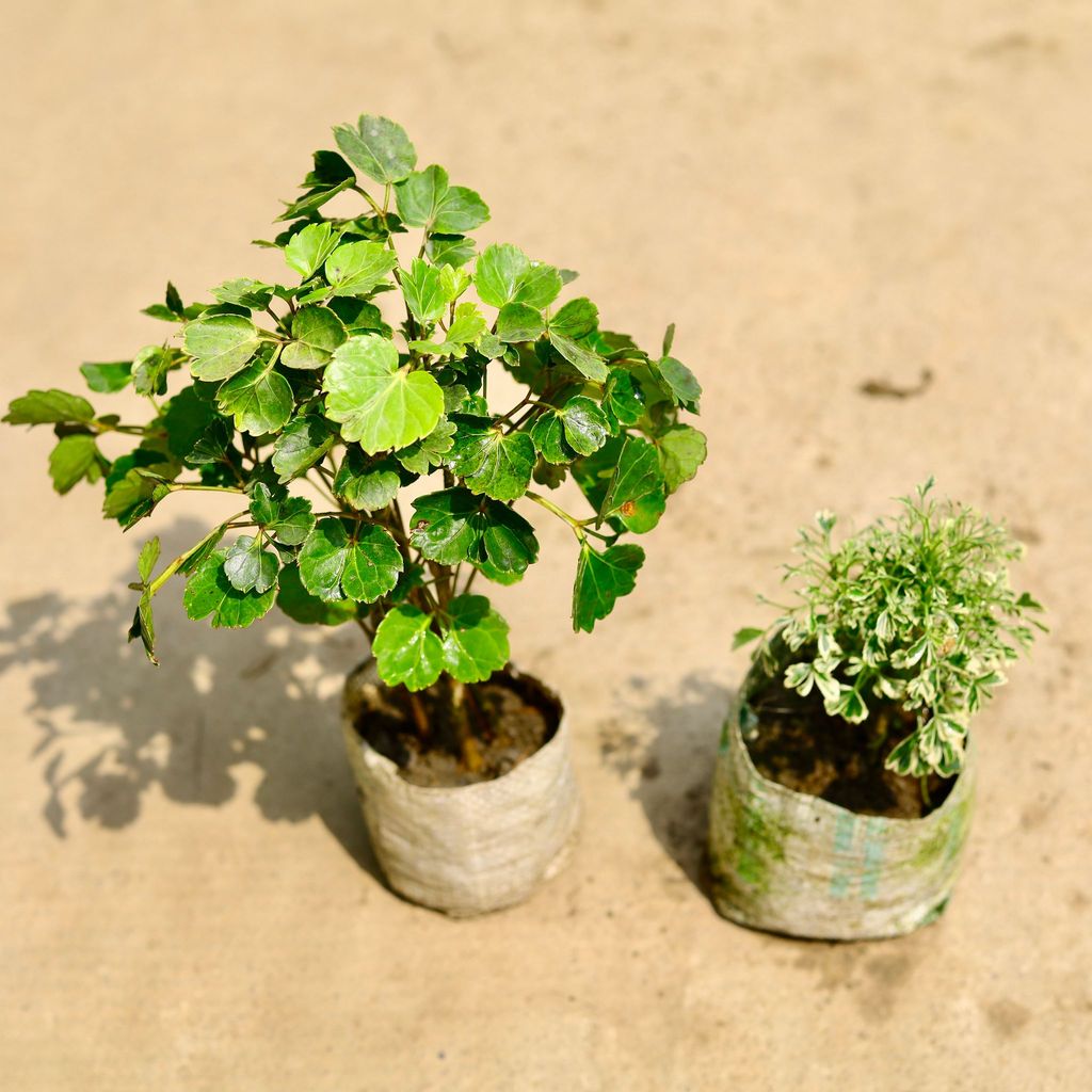Buy Set of 2 - Aralia (Ming & Variegated) in 4 Inch Nursery Bag Online | Urvann.com Set of 2 - Aralia (Ming & Variegated) in 4 Inch Nursery Bag