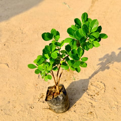Ficus Moclaim in 4 Inch Nursery Bag