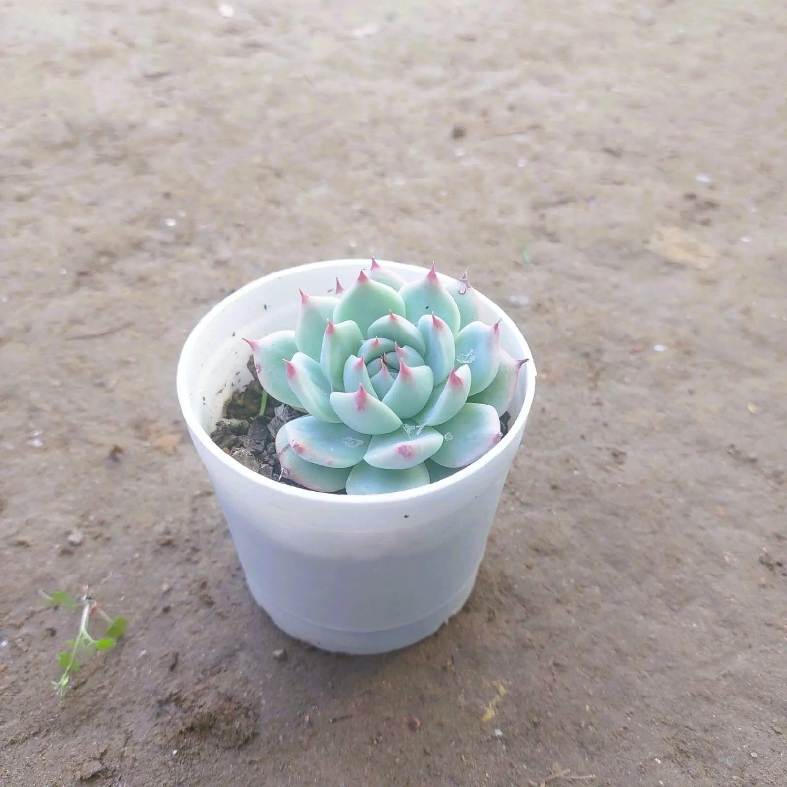Echevaria Derosa Succulent in 4 Inch White Nursery Pot